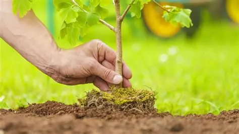 plantation arbres